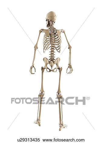 Skeleton, artwork View Large Illustration Stock Illustration - Skeleton, artwork. Fotosearch