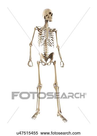 Skeleton, artwork View Large Illustration Stock Illustration - Skeleton, artwork. Fotosearch