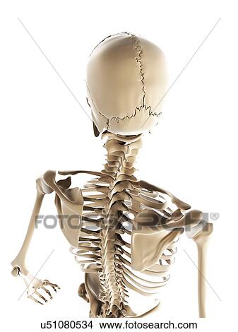 Skeleton, artwork View Large Illustration Stock Illustration - Skeleton, artwork. Fotosearch