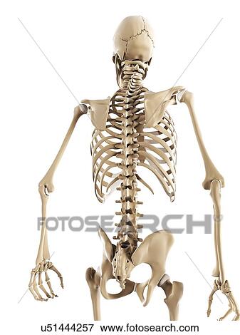 Skeleton, artwork View Large Illustration Stock Illustration - Skeleton, artwork. Fotosearch
