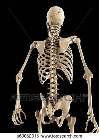 Stock Illustration - Skeleton, artwork. Fotosearch