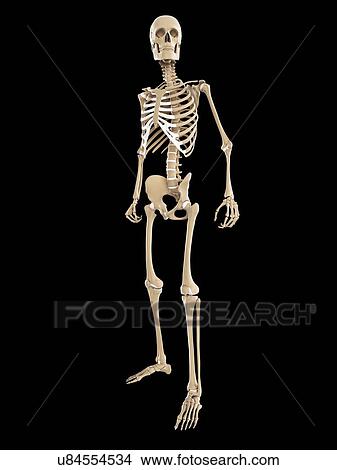 Stock Illustration - Skeleton, artwork. Fotosearch