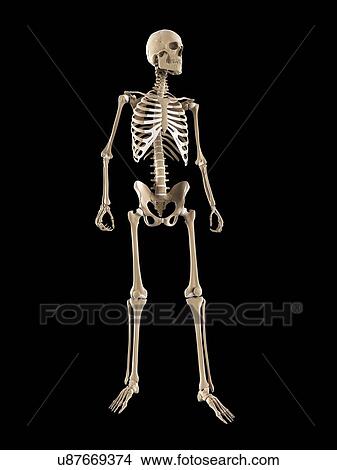 Stock Illustration - Skeleton, artwork. Fotosearch