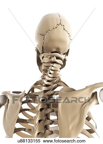 Stock Illustration - Skeleton, artwork. Fotosearch
