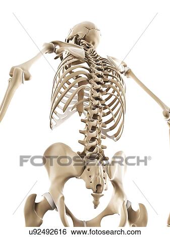 Skeleton, artwork View Large Illustration Stock Illustration - Skeleton, artwork. Fotosearch