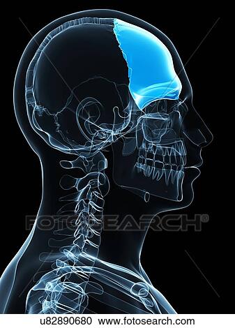 Clipart - Skull bone, artwork. Fotosearch
