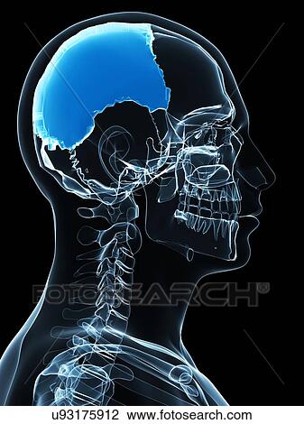 Skull bone, artwork View Large Illustration Drawing - Skull bone, artwork. Fotosearch