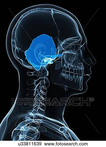 Skull bone, artwork View Large Illustration Stock Illustration - Skull bone, artwork. Fotosearch