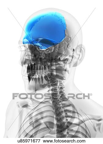 Skull bone, artwork View Large Illustration Stock Illustration - Skull bone, artwork. Fotosearch