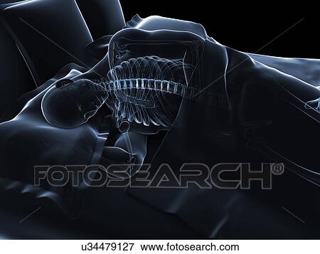 Sleeping man, artwork View Large Illustration Stock Illustration - Sleeping man, artwork. Fotosearch