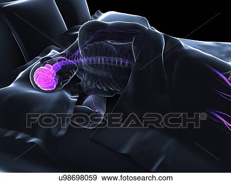 Stock Illustration - Sleeping man, artwork. Fotosearch
