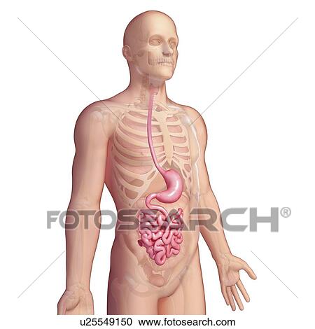 Clipart - Stomach and small intestines, artwork. Fotosearch