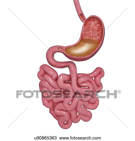 Drawing - Stomach and small intestines, artwork. Fotosearch