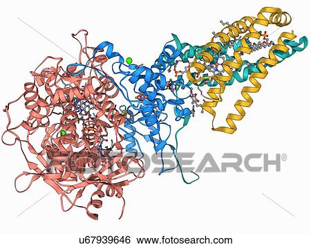 Succinate dehydrogenase enzyme View Large Illustration Stock Illustration - Succinate dehydrogenase enzyme. Fotosearch
