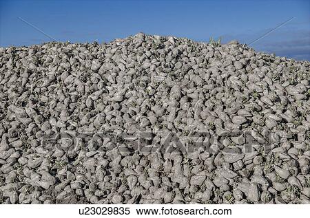 Stock Illustration - Sugar beet. Fotosearch
