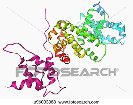 SV40 antigen and tumor suppressor View Large Illustration Stock Illustration - SV40 antigen and tumor suppressor. Fotosearch