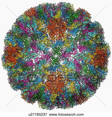 Stock Illustration - SV40 virus capsid, molecular model. Fotosearch