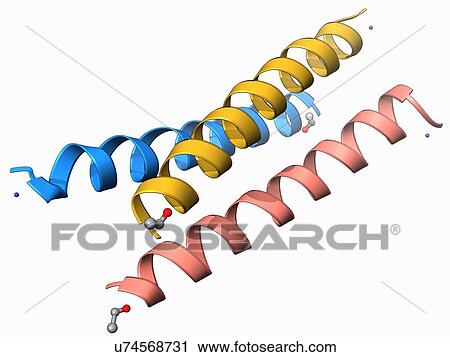 Clip Art - Synthetic triple helical peptide molecule. Fotosearch