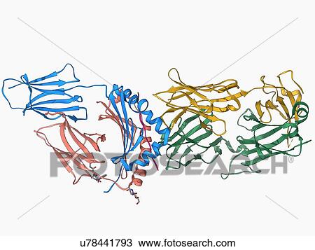 T cell receptor antigen complex View Large Illustration Drawing - T cell receptor antigen complex. Fotosearch
