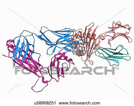 Clip Art - T cell receptor B7 molecule. Fotosearch