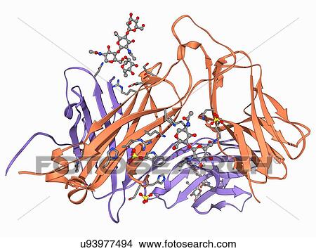 T cell receptor, molecular model View Large Illustration Stock Illustration - T cell receptor, molecular model. Fotosearch