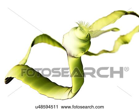 Clip Art - Tapeworm, artwork. Fotosearch