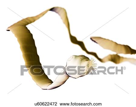 Tapeworm, artwork View Large Illustration Drawing - Tapeworm, artwork. Fotosearch