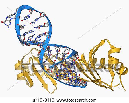 TATA box-binding protein and DNA View Large Illustration Clipart - TATA box-binding protein and DNA. Fotosearch