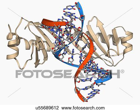 TATA box-binding protein and DNA View Large Illustration Drawing - TATA box-binding protein and DNA. Fotosearch