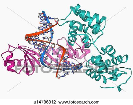 TATA box-binding protein complex View Large Illustration Drawing - TATA box-binding protein complex. Fotosearch