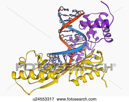 TATA box-binding protein complex View Large Illustration Stock Illustration - TATA box-binding protein complex. Fotosearch