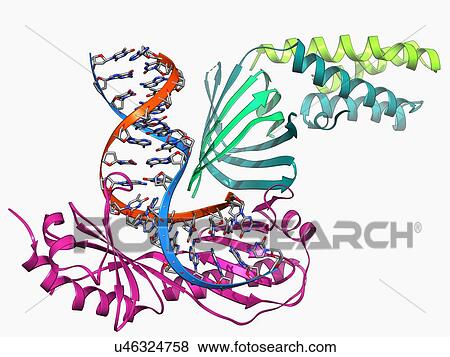 Stock Illustration - TATA box-binding protein complex. Fotosearch