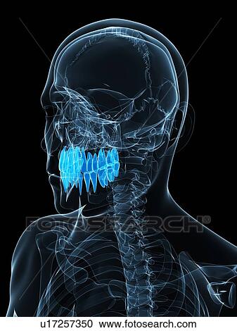 Clipart - Teeth, artwork. Fotosearch