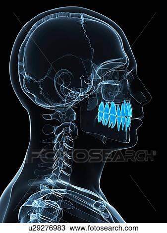 Drawing - Teeth, artwork. Fotosearch