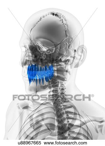 Stock Illustration - Teeth, artwork. Fotosearch