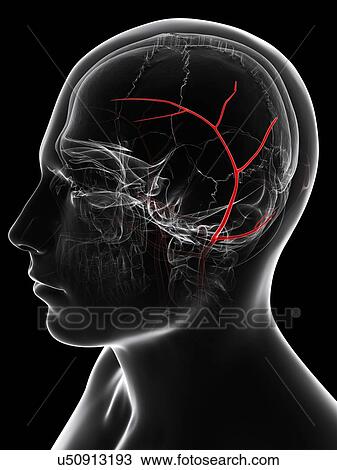 Temporal artery, artwork View Large Illustration Drawing - Temporal artery, artwork. Fotosearch