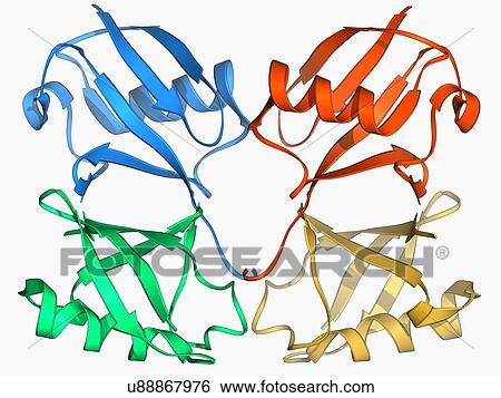 Tetraubiquitin protein molecule View Large Illustration Stock Illustration - Tetraubiquitin protein molecule. Fotosearch