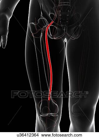 Stock Illustration - Thigh artery, artwork. Fotosearch