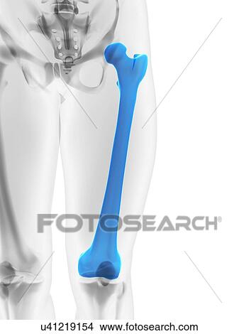 Stock Illustration - Thigh bone, artwork. Fotosearch