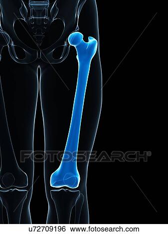 Thigh bone, artwork View Large Illustration Stock Illustration - Thigh bone, artwork. Fotosearch