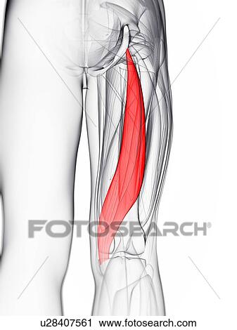 Thigh muscle, artwork View Large Illustration Clip Art - Thigh muscle, artwork. Fotosearch