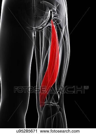 Thigh muscle, artwork View Large Illustration Clip Art - Thigh muscle, artwork. Fotosearch