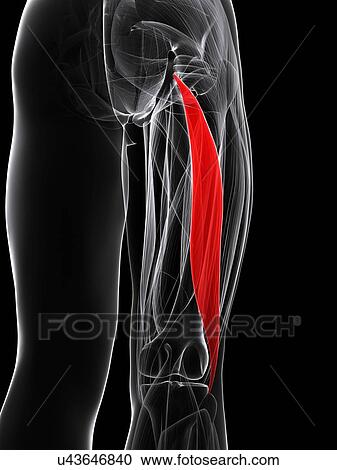 Thigh muscle, artwork View Large Illustration Clipart - Thigh muscle, artwork. Fotosearch