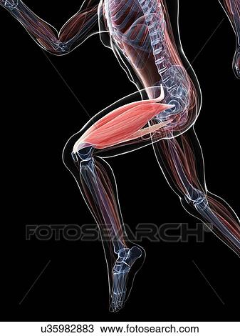 Thigh muscle, artwork Drawing | u35982883 | Fotosearch