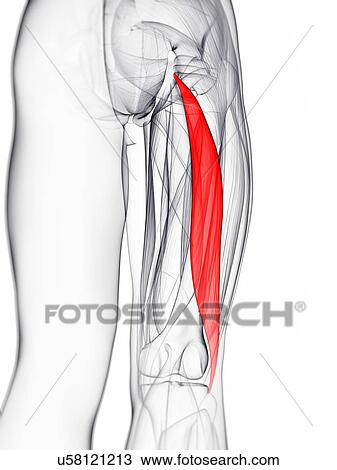 Thigh muscle, artwork View Large Illustration Drawing - Thigh muscle, artwork. Fotosearch