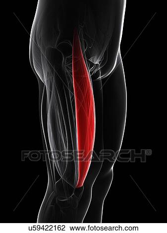 Thigh muscle, artwork View Large Illustration Drawing - Thigh muscle, artwork. Fotosearch