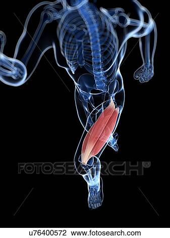 Drawing - Thigh muscle, artwork. Fotosearch