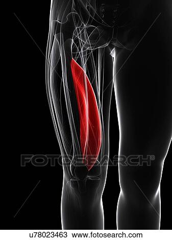 Drawing - Thigh muscle, artwork. Fotosearch