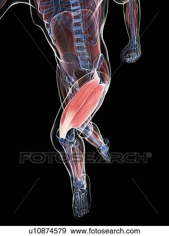 Thigh muscle, artwork View Large Illustration Stock Illustration - Thigh muscle, artwork. Fotosearch