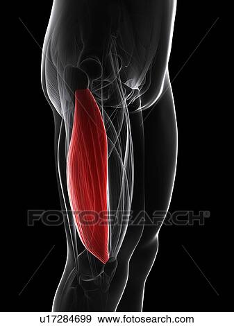 Stock Illustration - Thigh muscle, artwork. Fotosearch